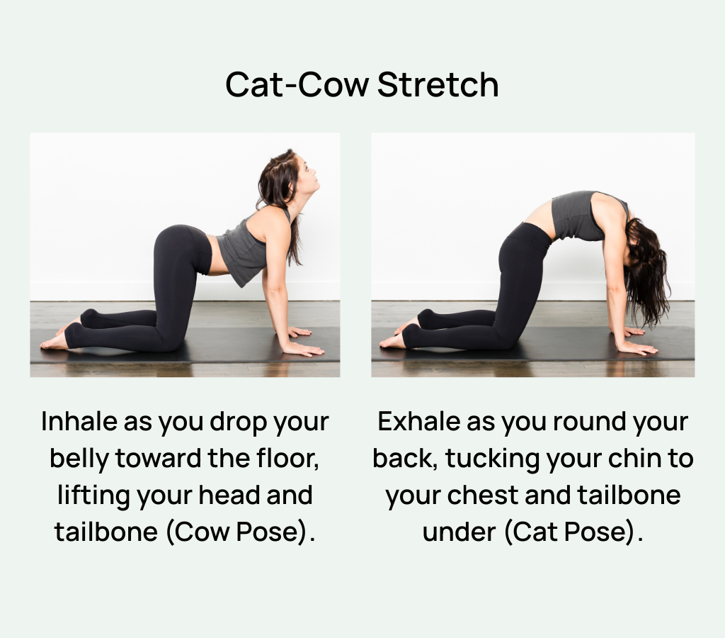 Cat-Cow stretch exercise to improve spine flexibility and relieve lower back pain.